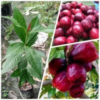 ราคา ต้นชมพู่มะเหมี่ยว / มะเหมี่ยว ต้นสูง 30-50cm (28101073307)