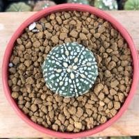 ราคา ขาย Astrophytum ไม้เมล็ด (2458285751)