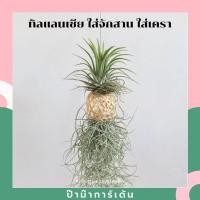 ราคา ทิลแลนเซีย ใส่เครื่องจักสาน พร้อมเคราฤาษี (4343214620)