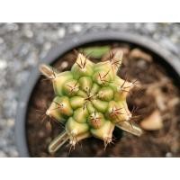 ราคา 06 - Pirate king ‍☠️ไม้กราฟ 1 ต้น‍☠️ Gymnocalycium Cactus ไพเรทคิง ยิมโน แคคตัส กระบองเพชร ไม้อวบน้ำ ไม้กราฟ ราคาถูก​ (10918859355)
