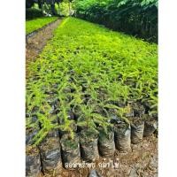 ราคา ต้นสนฉัตร ต้นสนฉัตรฮาวาย เพาะเมล็ด แท้100% เสียหายจากขนส่งเคลมฟรี (27201250988)