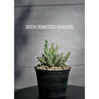 ราคา euphorbia schizacantha (56858823222)