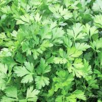 ราคา เมล็ด ใหม่ พาสเลย์อิตาเลี่ยนใบใเพาะ่ (Flat Leaf Italian Parsley Seed) บรรจุ 500 ใหม่็ด คุณภาพดี ของแท้ ด (20379015424)
