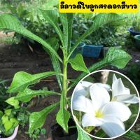ราคา ลีลาวดีใบลูกศรลั่นทมใบลูกศร ดอกสีขาว ขายพร้อมถุงชำ พร้อมปลูก เพาะพันธุ์โดยปักชำ (14995152408)