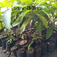 ราคา ต้นกล้ายางนา พันธุ์ไม้ยางนาไม้เศรษฐกิจ (5437020962)