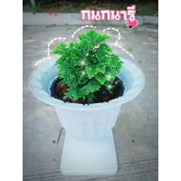 ราคา เฟิร์นกนกนารี กระถางดำ 6 นิ้ว (4443809107)