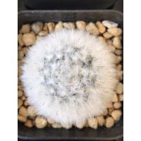 ราคา แมมขนแกะ Mammillaria bocasana v.multilanata (6547273332)