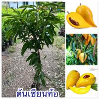 ราคา ต้นเซียนท้อลูกใหญ่ แบบทาบกิ่ง ต้นใหญ่ สวยพร้อมส่ง (43411042796)