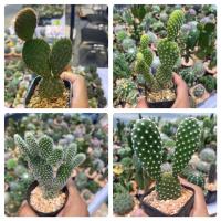 ราคา โอพันเทีย หูกระต่าย มิกกี้เมาส์ (Opantia Microdasys Cactus) กระบองเพชร แคคตัส (17180647132)