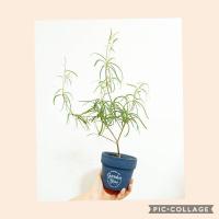 ราคา euphorbia hedyotoides ยูโฟเบีย โขดยูโฟเบีย (4261773229)