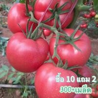 ราคา เมล็ดพันธุ์ มะเขือเทศลูกท้อ 300+เมล็ด [10 แถม 2 คละได้] มะเขือเทศลูกท้ (18181495327)