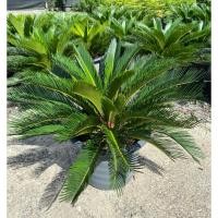 ราคา ต้นปรงญี่ปุ่น ปรงญี่ปุ่น (Sago Cycad) ไม้ประดับทรงสวย ปลูกง่าย ทนแดด “กระถาง 15 นิ้ว” (46500880984)