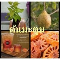 ราคา ต้นกล้ามะตูม เพาะเมล็ด ขนาดสูง 30-40 ซม.(1ต้น) ราคา 180 บาท (5340269942)