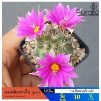ราคา ต้นกระบองเพชร แมมมิลลาเรีย ชูแมนนิไอ Mammillaria Schumannii แคคตัส กระบองเพชร #cactus #succulent (15552696741)