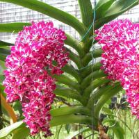 ราคา 2 ต้น ไม้นิ้ว กล้วยไม้สกุลช้าง กล้วยไม้ช้างRhynchostylis gigantea สายพันธุ์ ช้างพลาย (2973386006)
