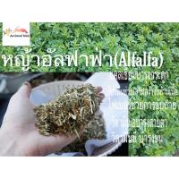 ราคา หญ้ากระต่าย หญ้าอัลฟาฟ่า SUPREME ALFALFA HAY 100 % natural 500g (6552132779)