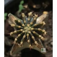 ราคา แคคตัส LB2178 แท้ Gymnocalycium friedrichii LB 2178 Agua dulce LB2178 (13พู) (2965537563)