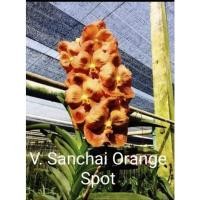 ราคา กล้วยไม้แวนด้า SC.Orange Spot ไม้ใหม่ไม่ติดดอก พร้อมส่ง (13870981712)