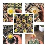 ราคา แอสโตร Astrophytum แอสทีเรียส นูดัม กระบองเพชร แคคตัส (14890479262)