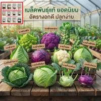 ราคา เมล็ดพันธุ์กะหล่ำ 7 สายพันธุ์ กะหล่ำปลีม่วง กะหล่ำดาว อินทรีย์ออแกนิค งอกดี โตไว 20-100 เมล็ด (10แถม1) (41178111830)