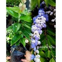 ราคา ต้นพลองน้ำเงิน ไม้หายาก ดอกสีม่วง (43714886680)