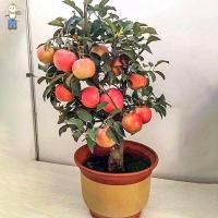 ราคา ไม้ผล 20เมล็ด apple seeds for planting แอปเปิ้ล เมล็ดพันธุ์ให้ผลผลิตสูง (48301454373)