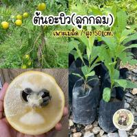ราคา ต้นอะบิว พันธุ์ลูกกลม ต้นเพาะเมล็ด พร้อมปลูก (25010724069)