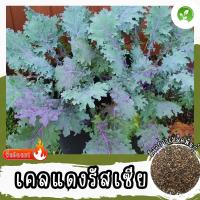ราคา เมล็ดพันธุ์ เคลแดงรัสเซีย 400 เมล็ด Red Russian Kale Seed เมล็ดพันธุ์แท้ 100% นำเข้าจากต่างประเทศ โตไว ปลูกง่าย พร้อมส่ง (27332431700)