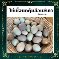 ราคา ไข่เชื้อนกคุ้มสีอเมริกา 10 ฟอง (22752350329)