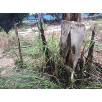 ราคา หน่อกล้วยนาก#หน่อกล้วย (11617494041)