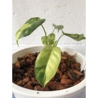 ราคา Philodendron burle marx ฟิโลเดนดรอนเบอร์มาร์ค ฟิโลเบอร์มาร์คด่างเหลือง ใบเล็ก compact (5293207328)