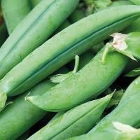 ราคา 25 เมล็ด ถั่วลันเตา ถั่วลันเตาหวาน Sugar Pea Seeds ผักออแกนิค สายพันธุ์ Jumbo (42222782021)
