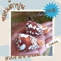 ราคา เปลือกหอยเต้าปูน หอยสวยงาม (22476540405)