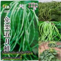 ราคา 20 เมล็ด เมล็ดถั่วฝักยาวเขียวพันธุ์พุ่มไร้ค้าง (ปลูกง่าย รสชาติหวานกรอบอร่อยมาก ไม่ต้องทำค้าง ฝักยาว 45-60 ซม.) (18591612819)