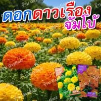 ราคา เมล็ดดอกดาวเรืองจัมโบ้ 130 เมล็ด ดอกดาวเรืองสีส้ม สีเหลือง ดอกใหญ่ ปลูกง่าย โตไว ออกดอกเร็ว (52357723593)
