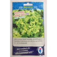 ราคา ผักสลัด ผักกาดหอม 2000 (Lettuce Grand Rapid) ผักสลัดใบ ทรงกลมแผ่ ใบหลวม ไม่ห่อตัว น้ำหนัก 300-400 กรัม (1544374916)