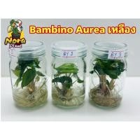 ราคา เนื้อเยื่อแบมบิโน่ด่างเหลือง Alocasia bambino Aureaไม้เนื้อเยื่อ อโลคาเซียแบมบิโน่ด่างเหลือง ไม้สวย แก้วสารพัดนึกด่าง (23133269222)