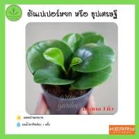 ราคา ต้นเปเปอร์หยก หรือ ธูปเศรษฐี กระถาง 3นิ้ว ต้นไม้จิ๋ว ไม้มงคล ไม้ฟอกอากาศ วางบนโต๊ะทำงานได้ วางในบ้านได้ (13614466805)