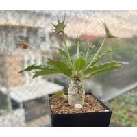 ราคา ต้นมะพร้าวทะเลทราย Dorstenia horwoodii (15371939194)