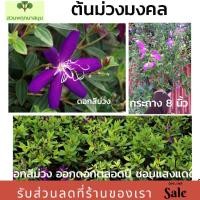 ราคา ต้นม่วงมงคล ไม้ประดับ มงคล (6745530195)