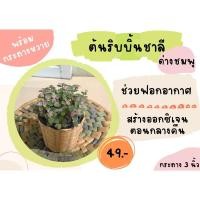 ราคา ต้นริบบิ้นชาลี ด่างชมพู พร้อมกระถางหวาย 3 นิ้ว พร้อมส่ง‼️ (13125342906)