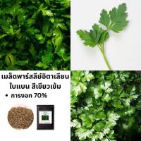 ราคา เมล็ดพาร์สลีย์อิตาเลียนใบแบน สีเขียวเข้ม (Italian Flat-leaf Parsley) | ปลูกง่าย | เมล็ดสมุนไพร (29893950913)