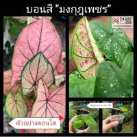 ราคา ทักแชทดูรูป (ต้นลูกเบบี้) บอนสี มงกุุฎเพชร หรือ อิเหนาบุษบา บอนสีมงกุฎเพชร มงกุฎเพชรบอนสี บอน บอนเก่า บอนไทย บอนสีโบราณ (12945852432)