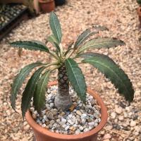 ราคา มะพร้าวทะเลทราย (มีจำนวนจำกัด) Dorstenia foetida 100 ฿ #มะพร้าวทะเลทราย #มะพร้าวทะเลทราย (6339069342)