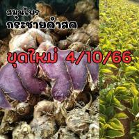 ราคา กระชายดำ กระชายดำสด พืชสมุนไพรกระชายดำ 1กิโลกรัม (18294571792)