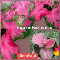 ราคา หนุมานประสานกาย บอนสีตัวเทพๆแรร์ๆหายาก ติดอันดับบอนสีราคาแพง (วันนี้นำมาแบ่ง2ต้น)เลืออกได้เลยค่ะ (15881502860)