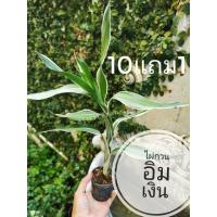 ราคา ต้นไผ่กวนอิมเงิน​ ไม้มงคลไม้นำโชค (3150920370)