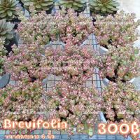 ราคา กุหลาบหิน CRASSULA BREVIFOLIA Succulent Echeveria Haworthia Cactus Lithop ไม้อวบน้ำ แคคตัส ฮาโวเทีย ไลทอป (23615556399)