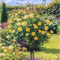 ราคา 20 เมล็ด กุหลาบ ดอกสีเหลือง พันธุ์ Molineux Rose Seeds (8775347450)