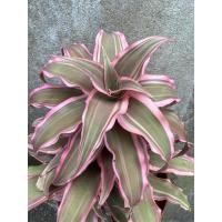 ราคา ต้นสับปะรดสี Cryptanthus ต้นใหญ่ กระถางขนาด 6นิ้ว (3059157343)
